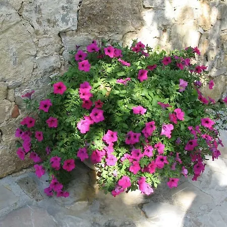 Lauro Apartament Castellina in Chianti